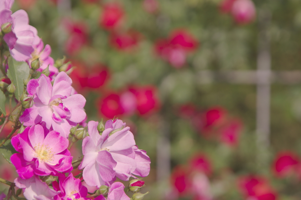 日差しを浴びる薔薇たち