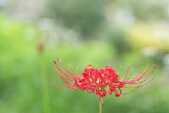 彼岸花の開花