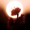 梅花の影