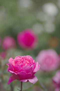 花びらがいっぱいの薔薇