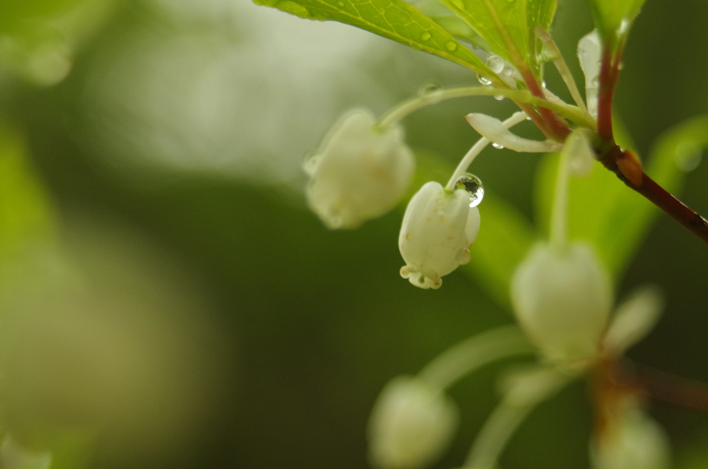 白い花と雫２