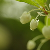 白い花と雫２