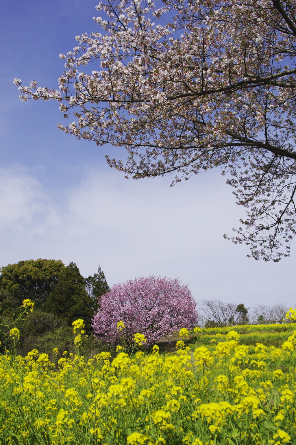 菜の花と桜