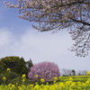 菜の花と桜
