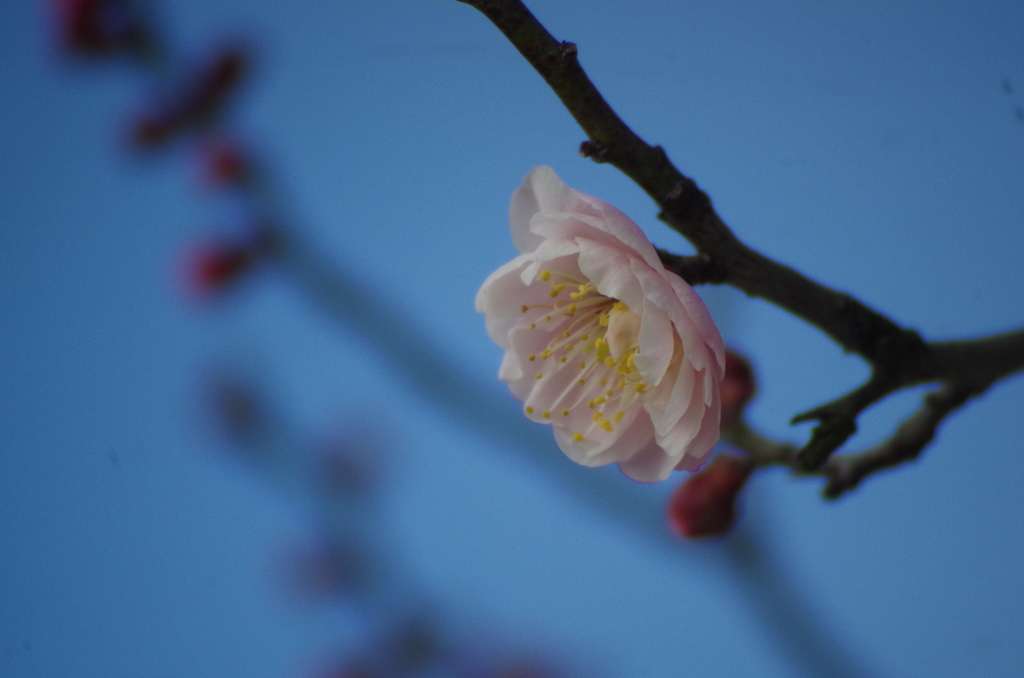 梅の開花４