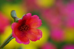 小さな花壇