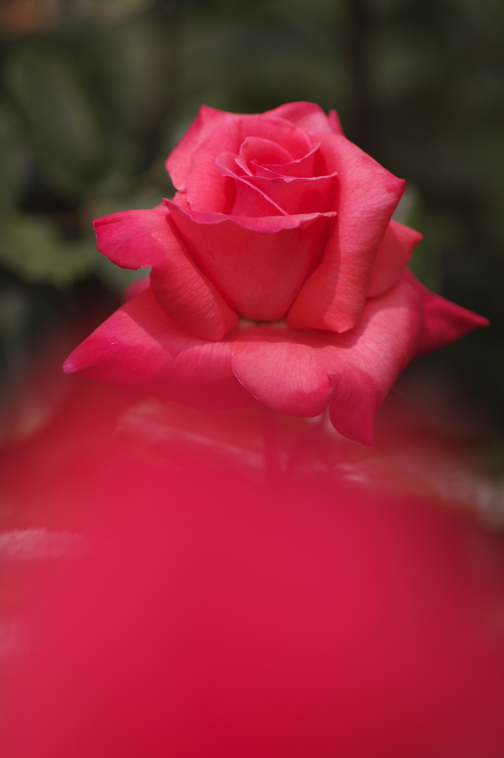 きれいな赤い薔薇