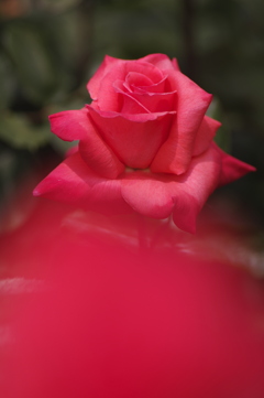 きれいな赤い薔薇