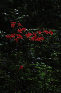 森の中の赤