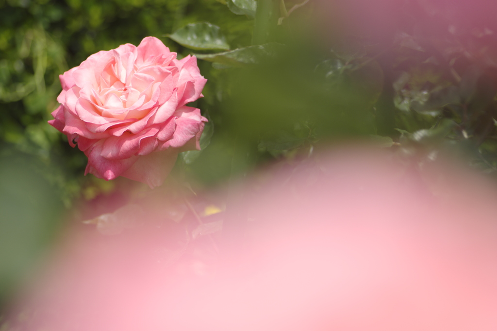 向こうに咲いていた薔薇