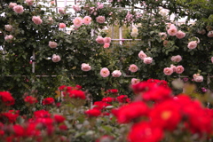 満開の薔薇園
