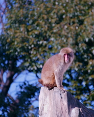 上野動物園001（猿）
