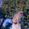 上野動物園001（猿）