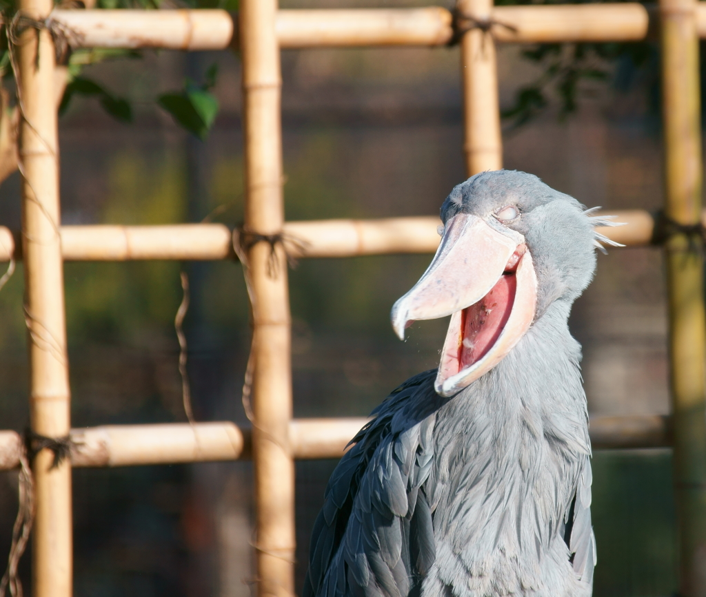 上野動物園（ハシビロコウ）