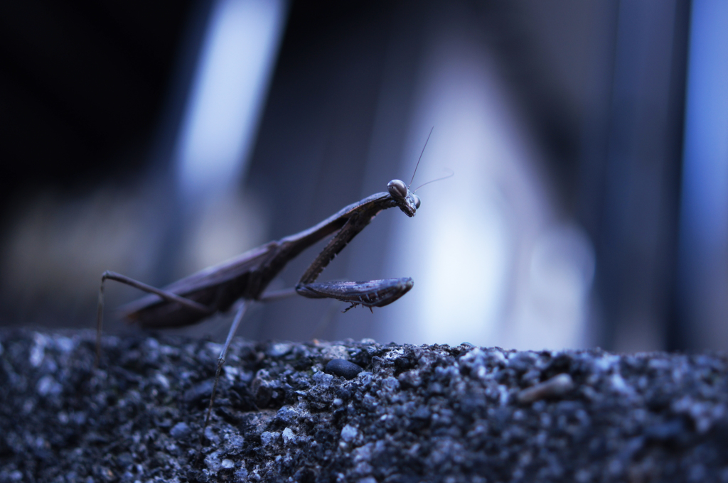 カマキリ001