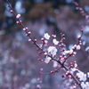 井の頭公園_20170218_001