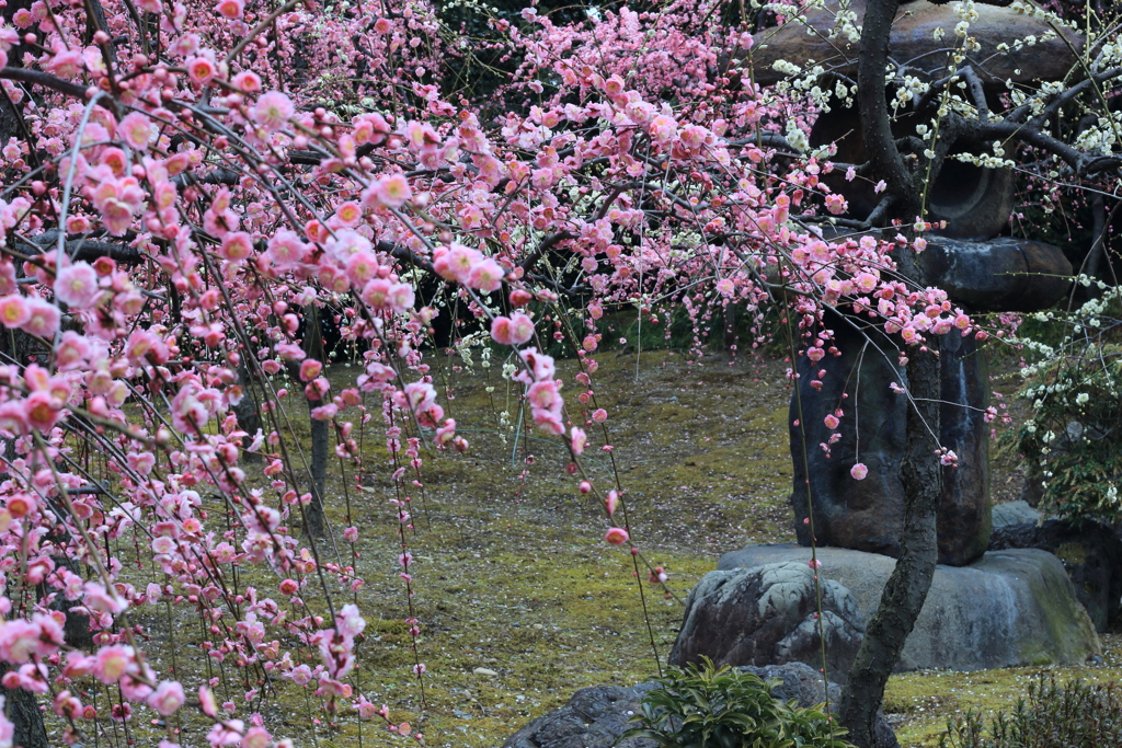 京都　城南宮の梅③