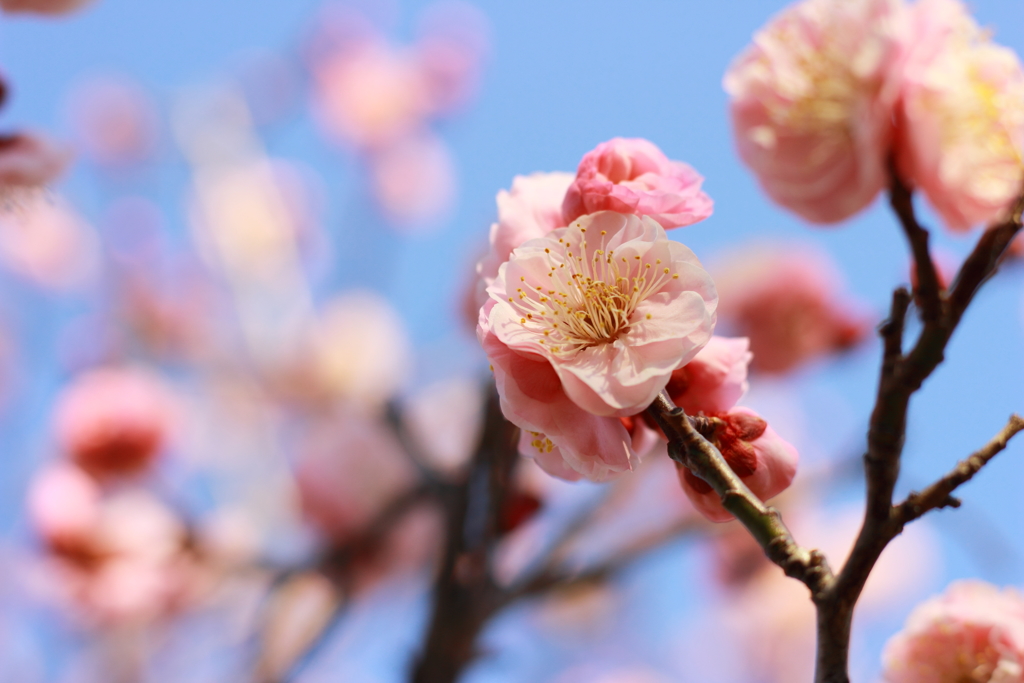 梅の花