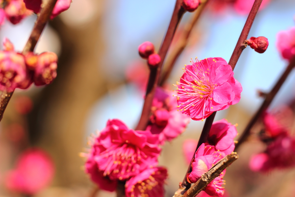 梅の花