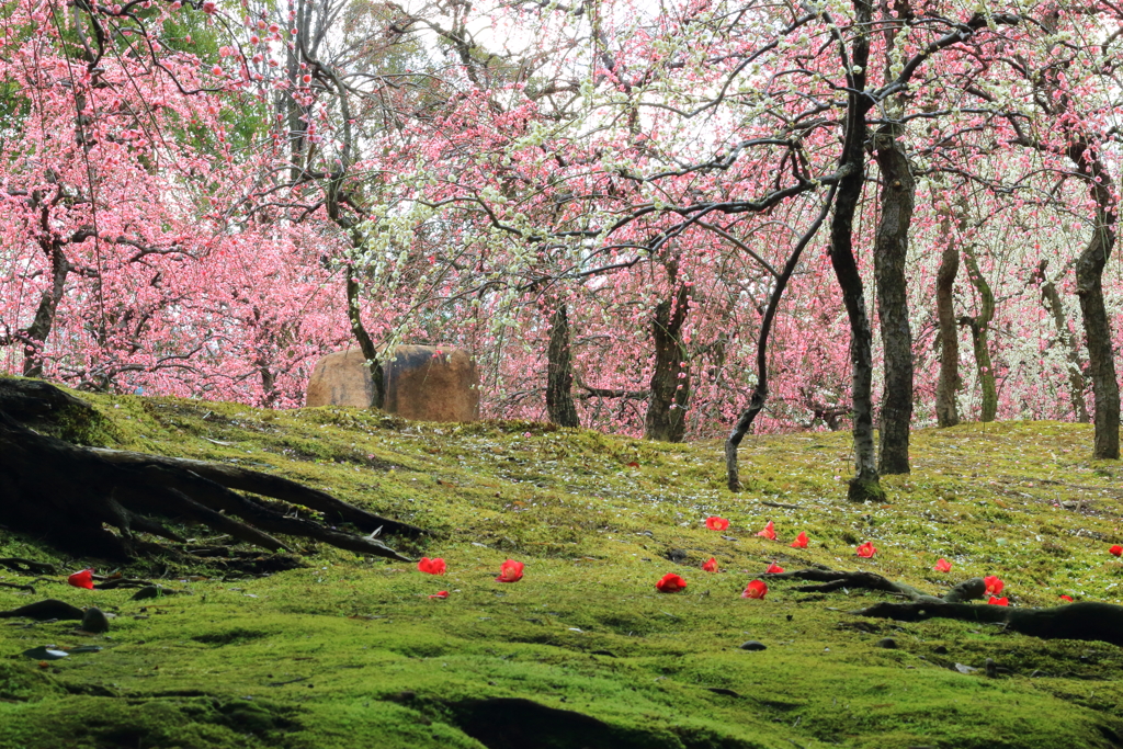 京都　城南宮の梅と椿