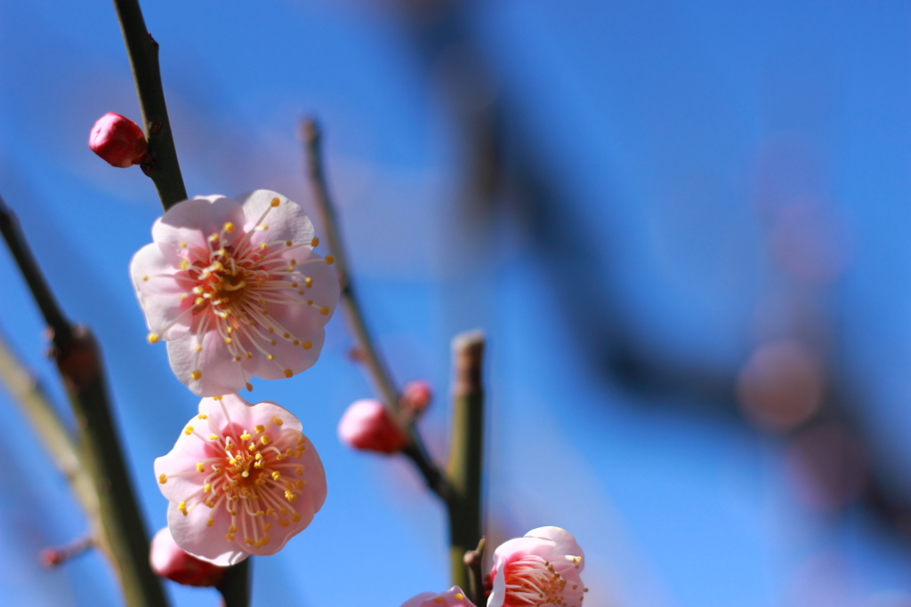 梅の花