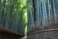 静寂の嵐山