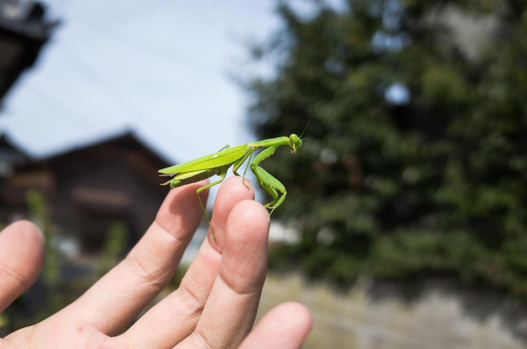 小さな刃