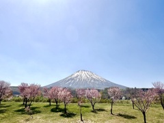 蒼き山 羊蹄山 桜堤