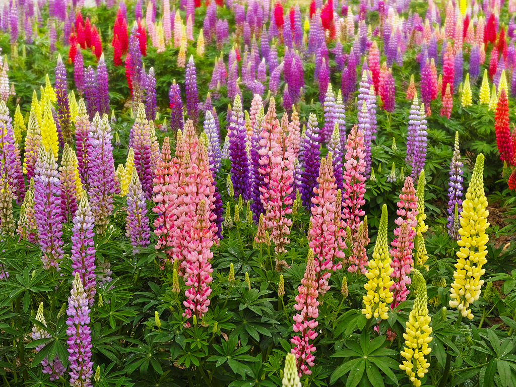 Lupinus