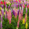 Lupinus