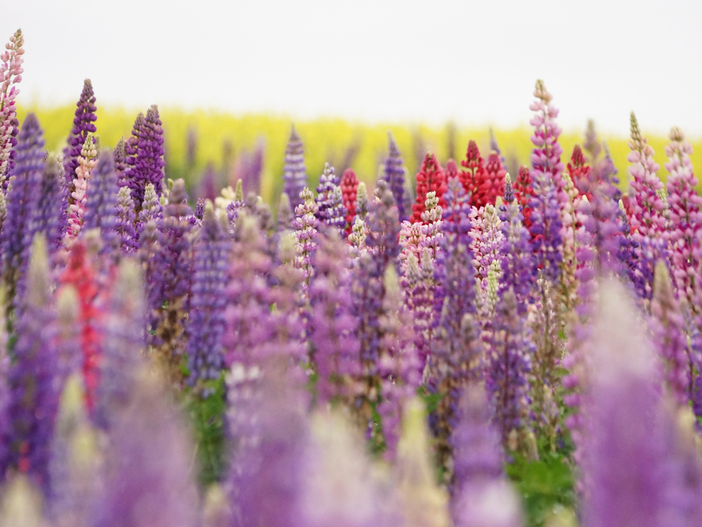 Lupinus