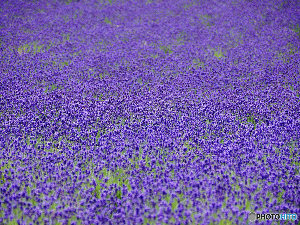 lavender