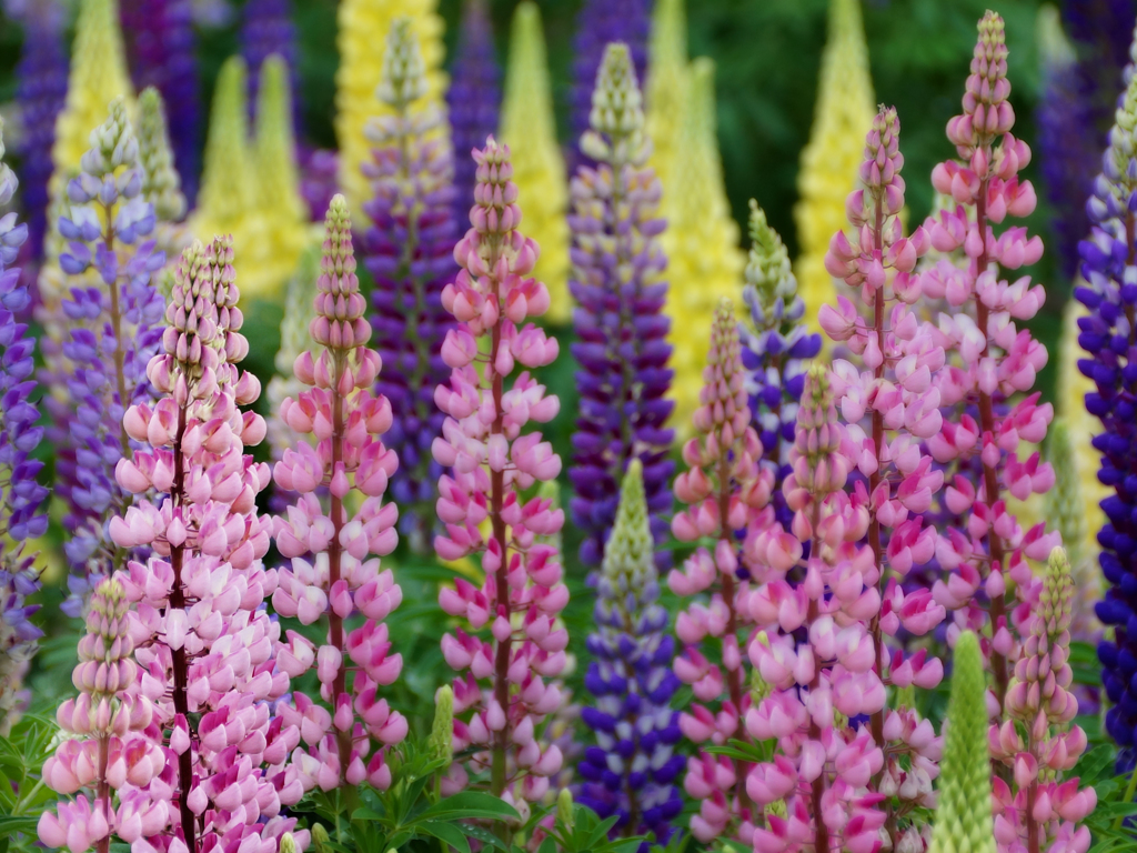 Lupinus