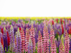 Lupinus