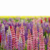 Lupinus