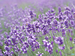 lavender