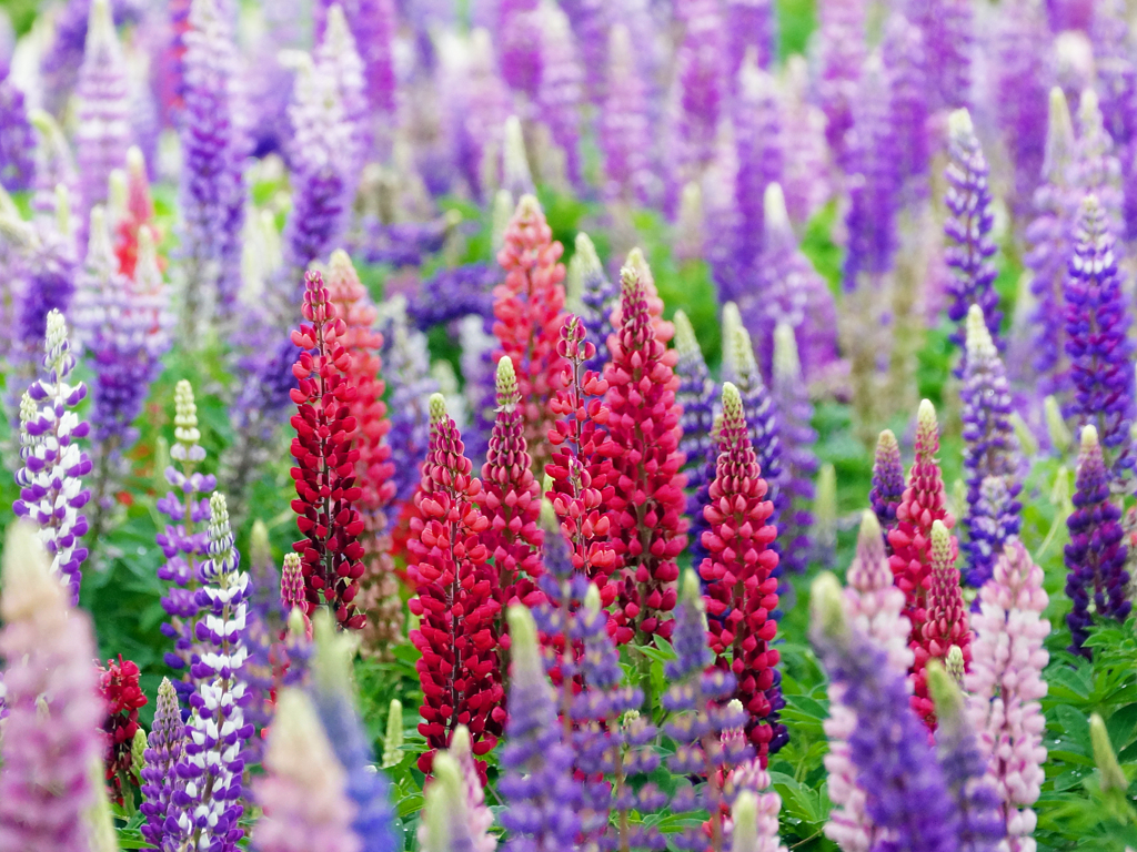Lupinus
