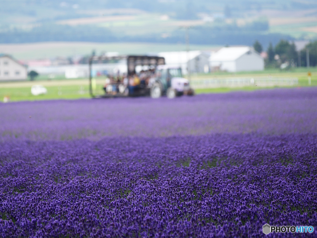 lavender