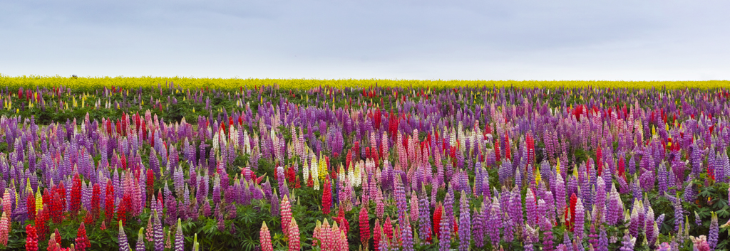 Lupinus