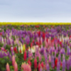 Lupinus