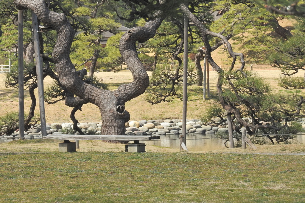 ベンチのある風景　ーー　奇妙な木　ーー