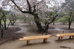 ベンチのある風景　ーー　春雨桜　ーー