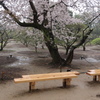 ベンチのある風景　ーー　春雨桜　ーー