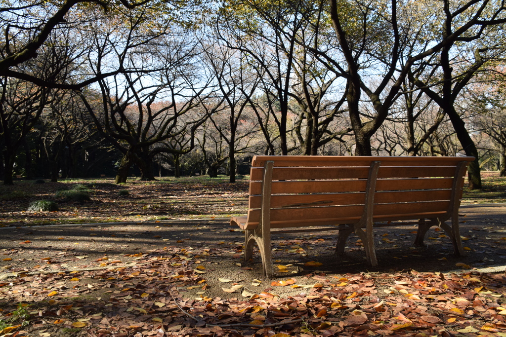 ベンチのある風景　ーー　束の間のやすらぎ　ーー