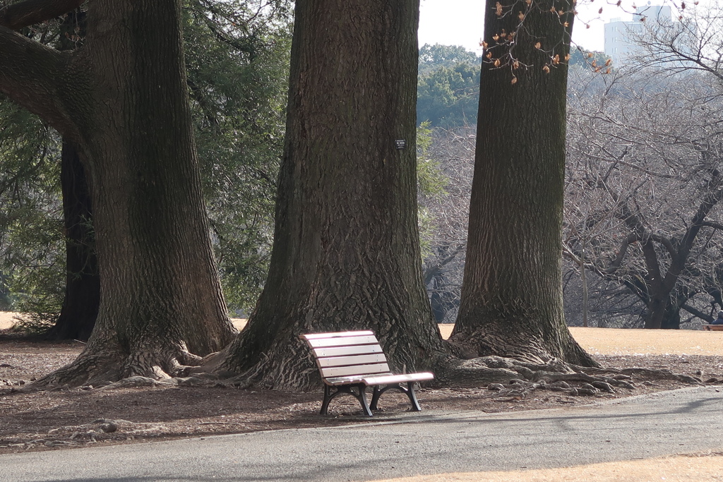 ベンチのある風景　－－　冬枯れの一日　－－