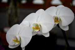 花言葉　清純