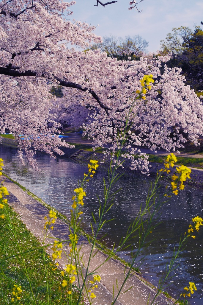協奏曲