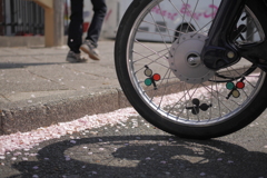 桜散る頃