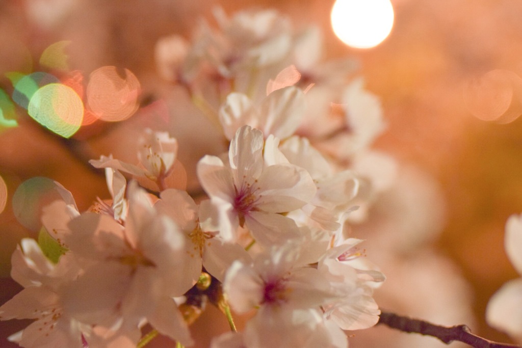 桜まつり
