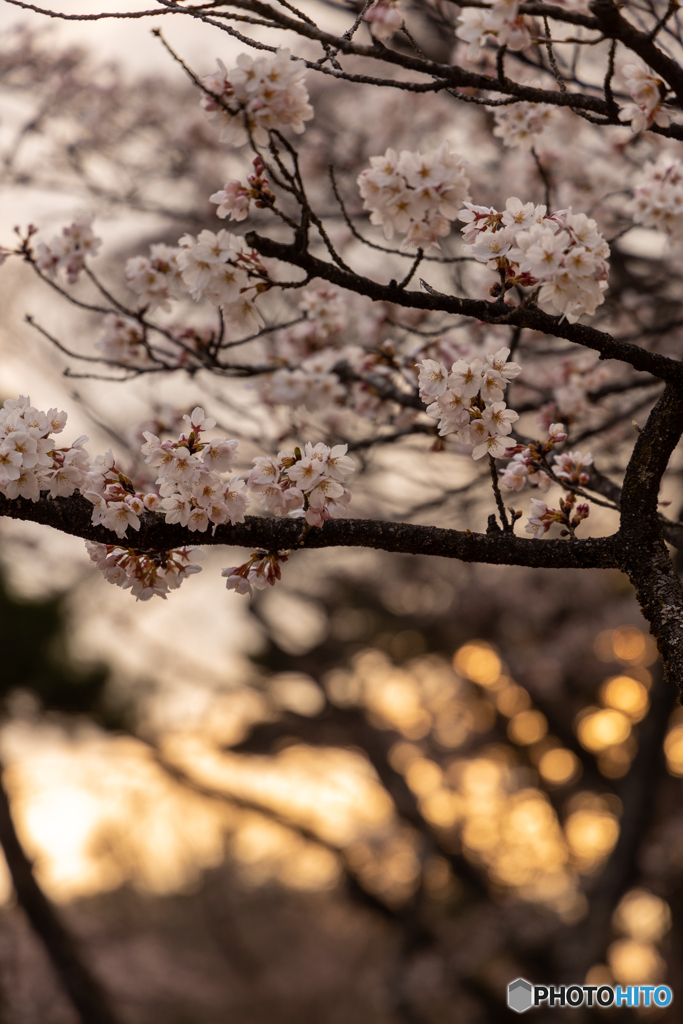 夕桜